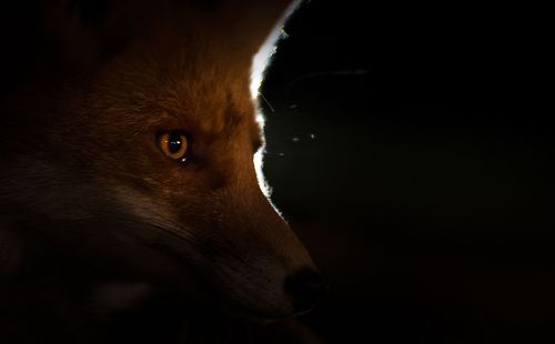 Fox in the dark