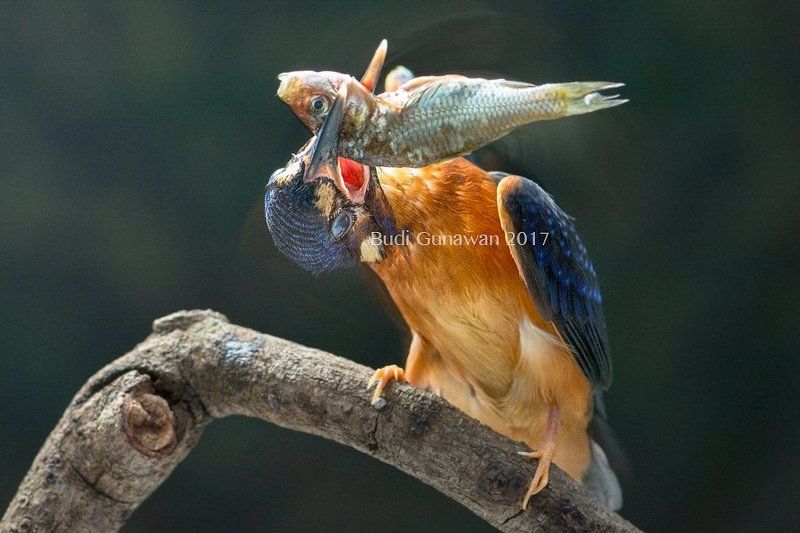 kingfisher, alcedo, alcedo atthis, fish, eat let shakephoto preview
