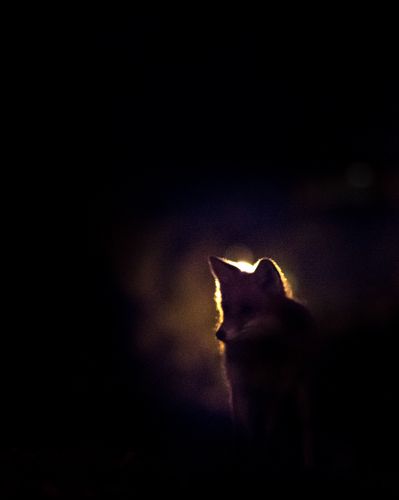 Fox in the middle of the night