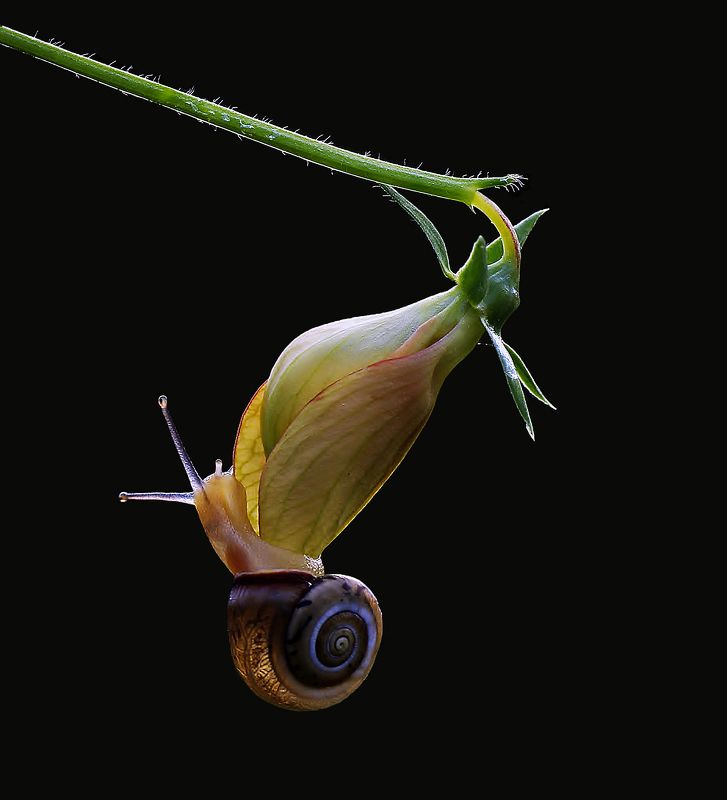 animal,nature,macro,snail,flower,impossible love. Impossible lovephoto preview