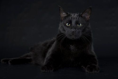 Кузя -  Black Cat