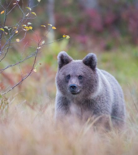 Bear Cub in Autumn