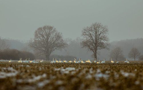 Field of swans