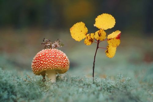 Мухомор – красивый гриб, только очень ядовит