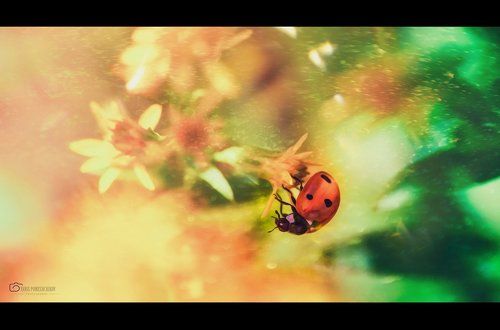 story about ladybug