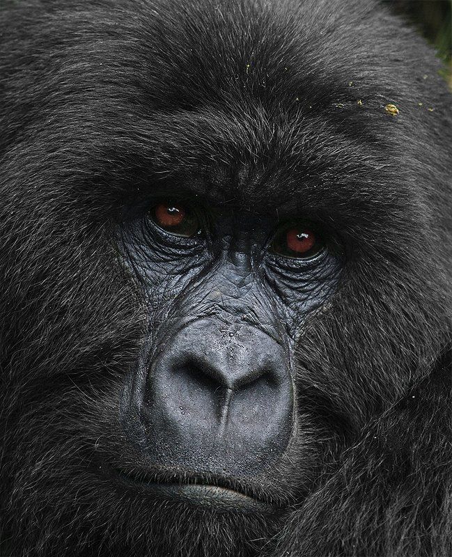горная горилла, Gorilla beringei, Африка, Заир, Вирунга, дикие животные, дикая природа, фотоохота Былое и думыphoto preview