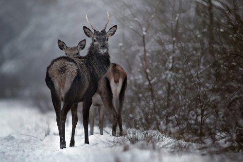 Deer's gaze
