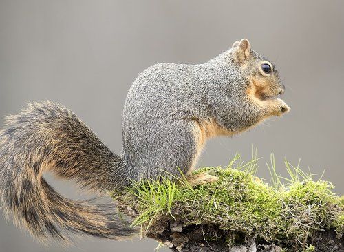 Лисья белка - Fox Squirrel