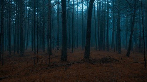 Deep dark forest