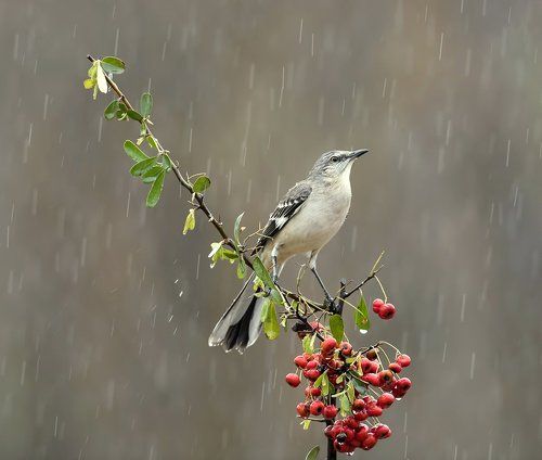 Многоголосый пересмешник -Northern Mockingbird
