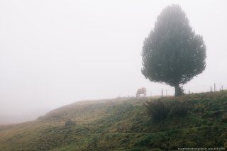 Италия. Доломиты. Туманное утро у плато Alpe di Siusi
