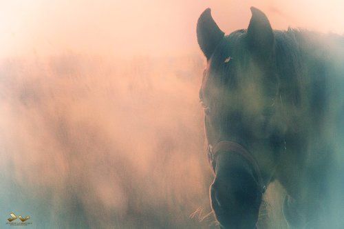Horse in the mist 
