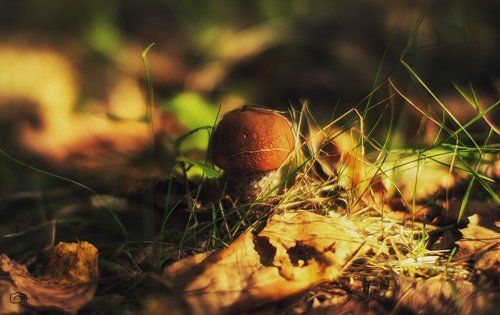 mushroom history