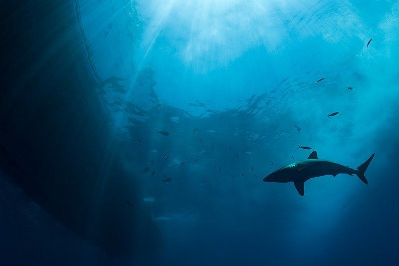 акула, солнце, вода, море, подводная съемка, свет светphoto preview