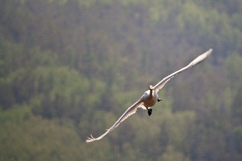 бурятия, байкал, лебедь Лебедь на Байкалеphoto preview
