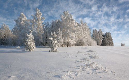 Кружева морозного леса