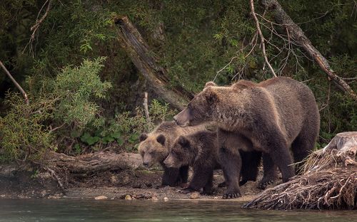 3 медведя