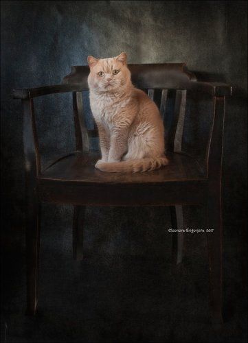 Портрет на стуле