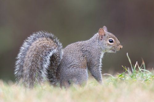 Gray squirrel - Каролинская белка