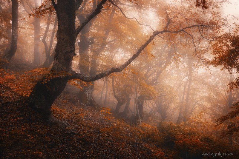крым, демерджи, осень, лес, туман * * *photo preview