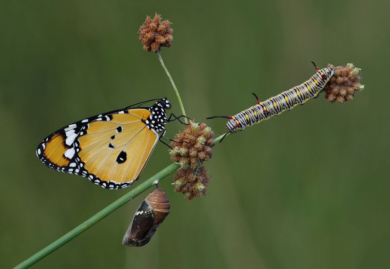 nature, animal, macro, butterfly, pupae, caterpillar, african monarch-plain,african queen, life cycle. Life cyclephoto preview
