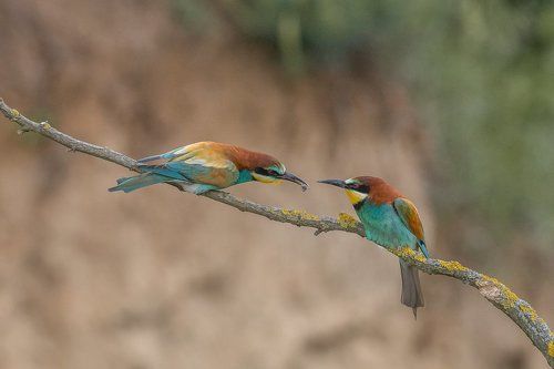 European Bee-eaters' (Merops apiaster) courtship