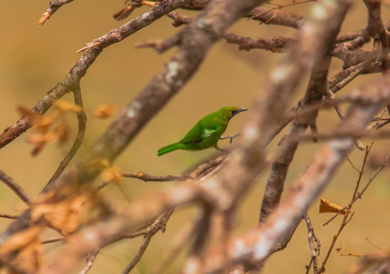 Golden fronted leafbird photo preview