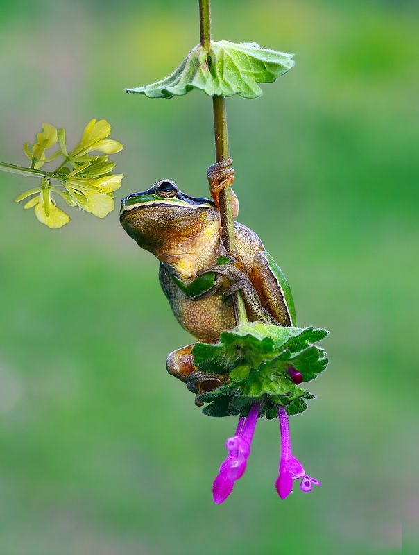 animal, nature, macro, tree frog, romantic boy, flower, swing Romantic boyphoto preview