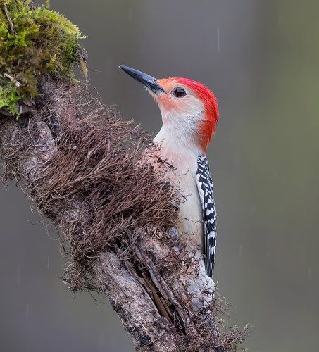 Каролинский меланерпес  - Red-bellied Woodpecker