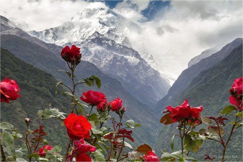 Гималайская весна