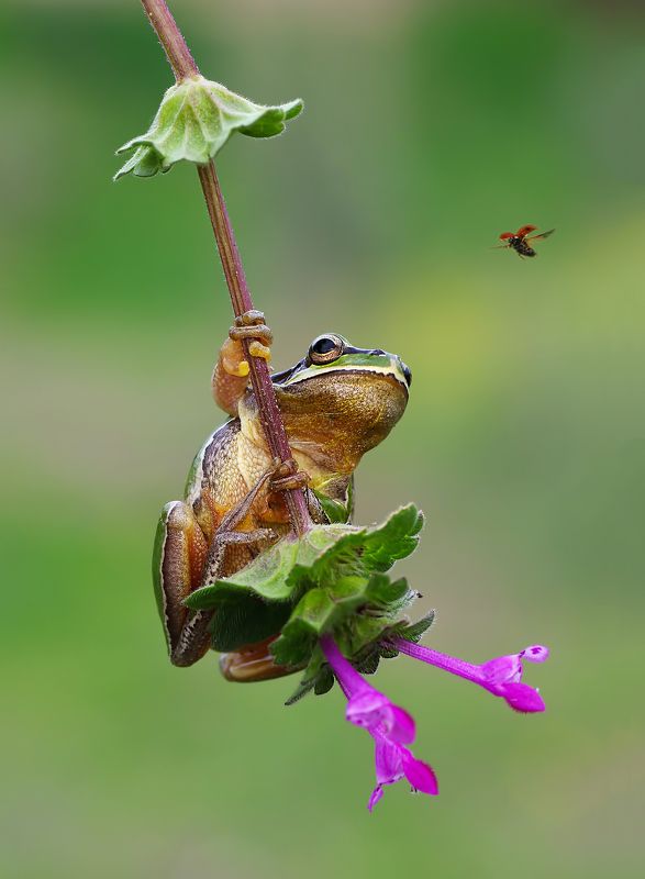 animal,nature, macro, tree frog, ladybug, flower, follow-up, hunting huntingphoto preview