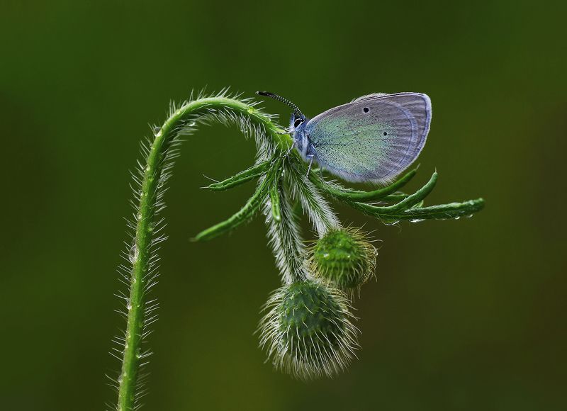 animal, nature, macro, flower, butterfly, blue, aesthetic,curve aestheticphoto preview