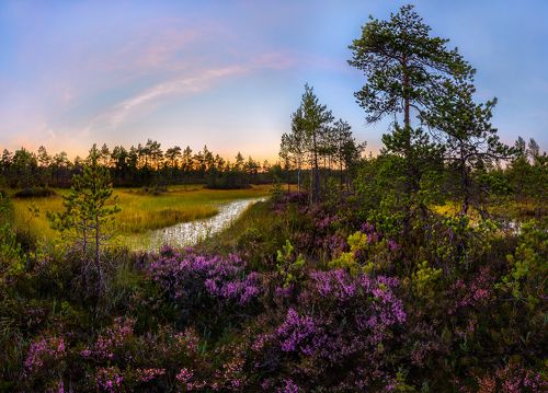 Цветущий вереск на болоте.