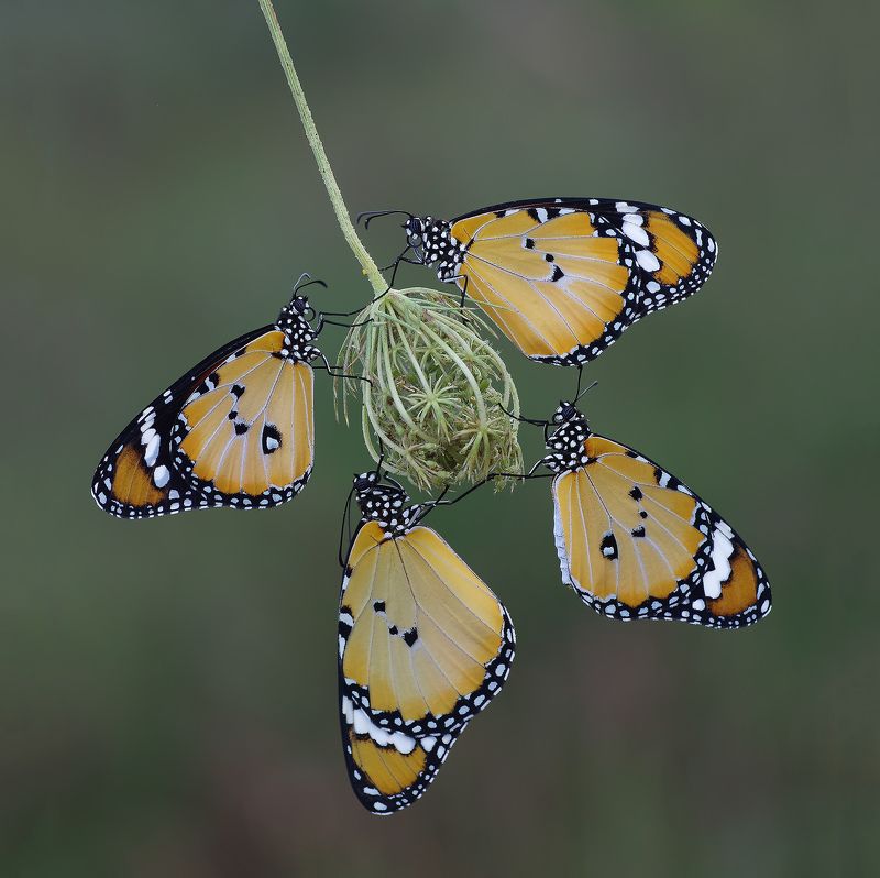 animal,nature,macro,butterfly,four of a kind,african queen,african monarch-plain four of a kindphoto preview