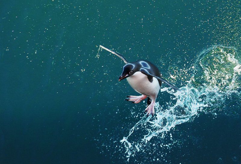 пингвин адели,  антарктика. Прыжки в высоту)))photo preview