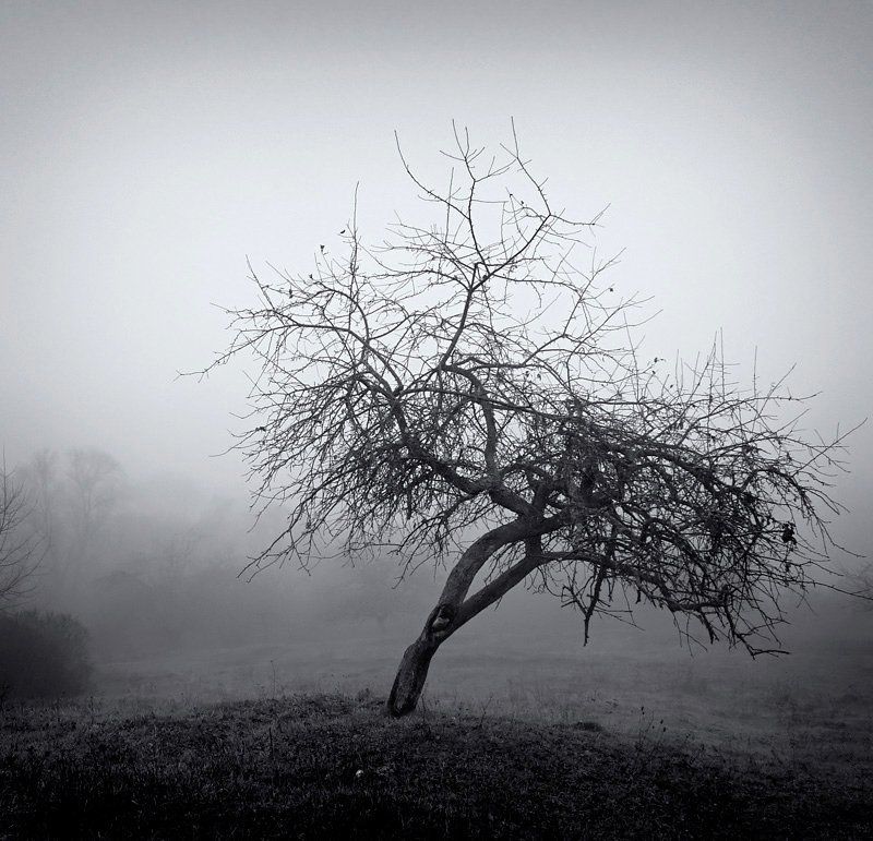 природа, дерево, туман Одно из множестваphoto preview