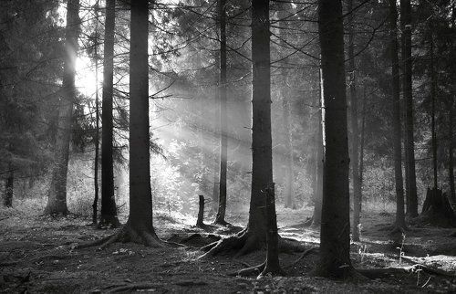 серый лес
