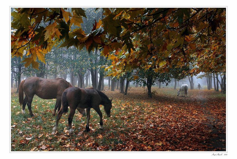 лошадь,осень,велосипед,дендрарий photo preview