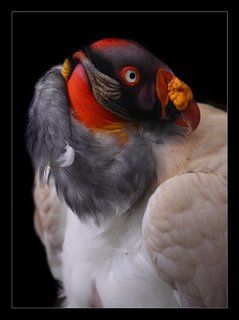 Condor