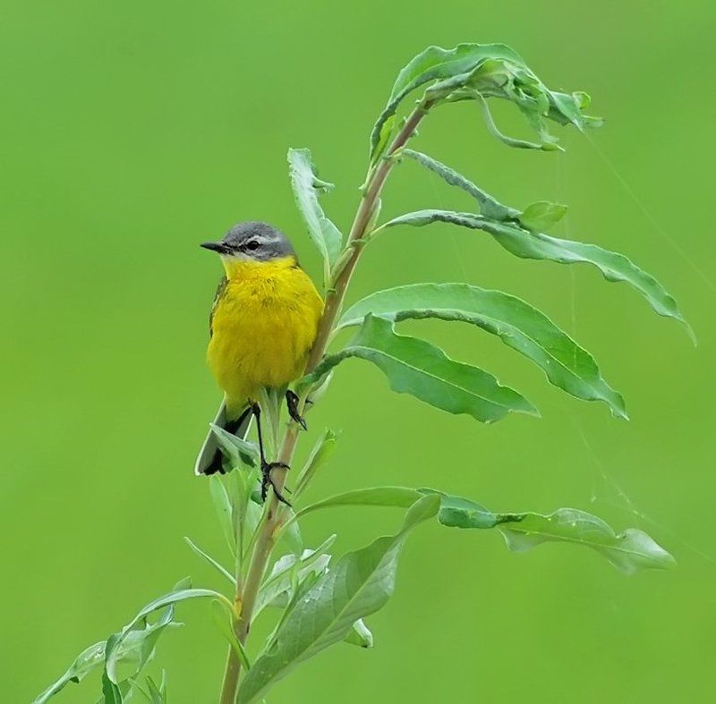 птица, жёлтая трясогузка Жёлтое на зелёном...photo preview