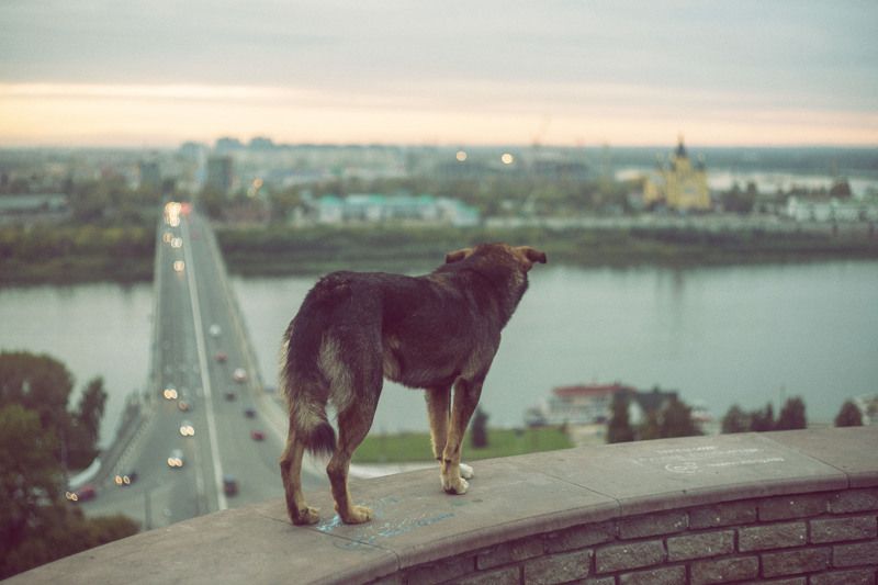 Без дорогого. Нижегородская дворняга.