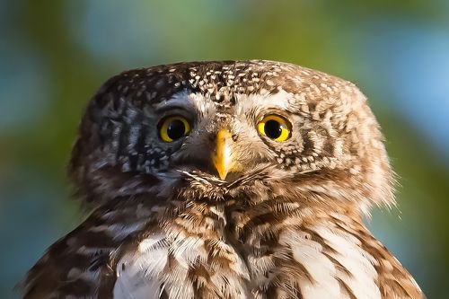 Pygmy owl pose