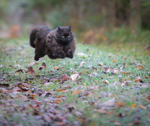 My cat Mörkö running :)