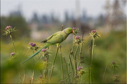 Пасмурное утро и зелёный попугай