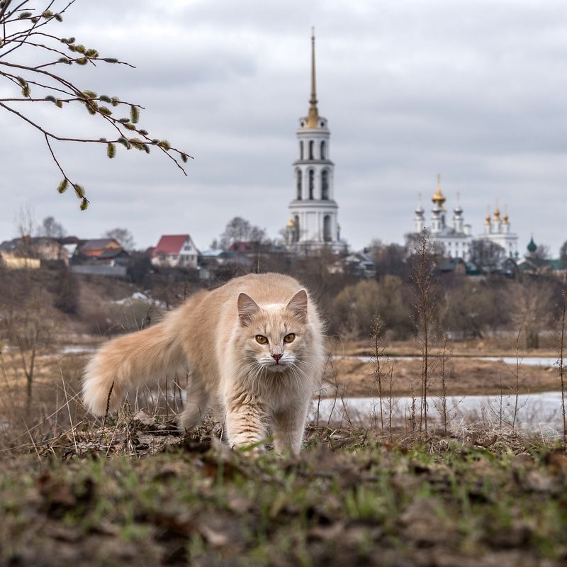 кот кошка шуя колокольня разлив весна Хищникphoto preview