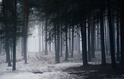 Весенний туманный лес
