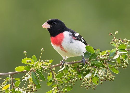 Красногрудый дубоносовый кардинал  - Rose-breasted Grosbeak