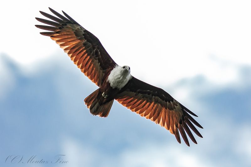 bird birders animal wild_life Brahmini red Kite Eaglephoto preview