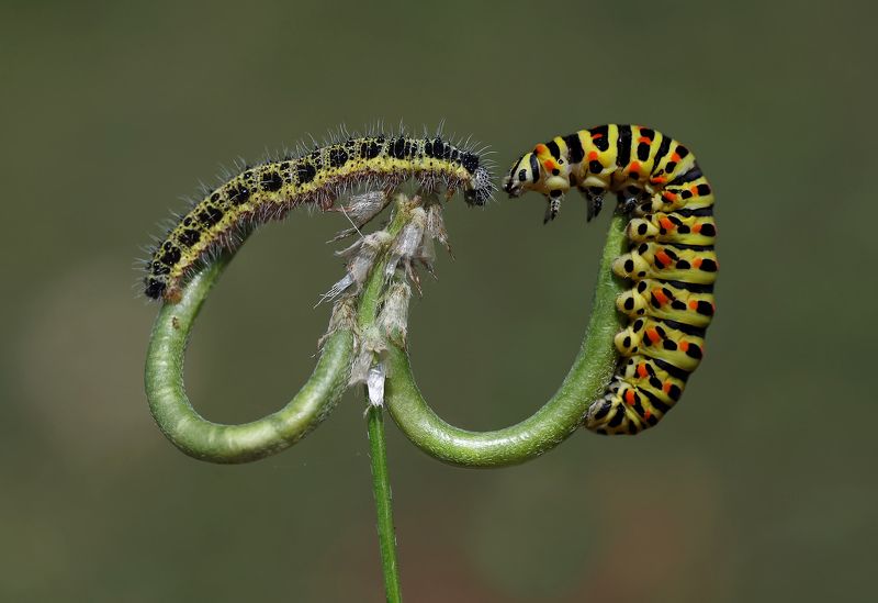 animals,nature, macro,caterpillar, two, meeting Who the hell are you?photo preview