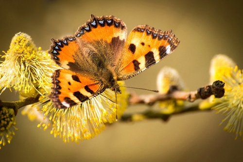 Весення бабочка